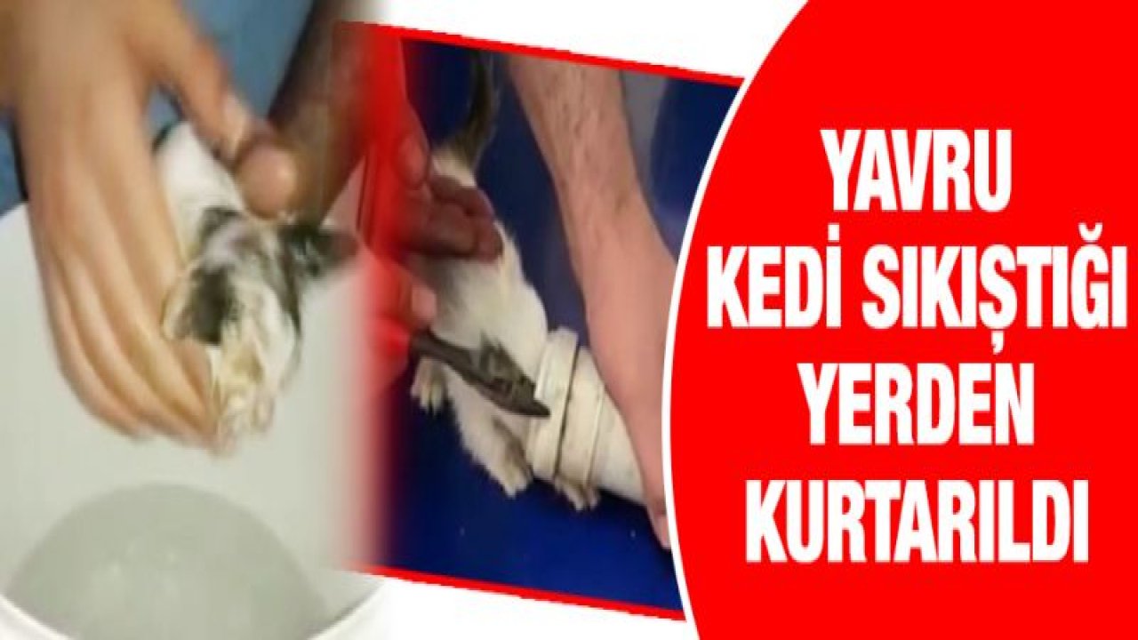 Kafası su borusuna sıkışan yavru kediyi itfaiye kurtardı