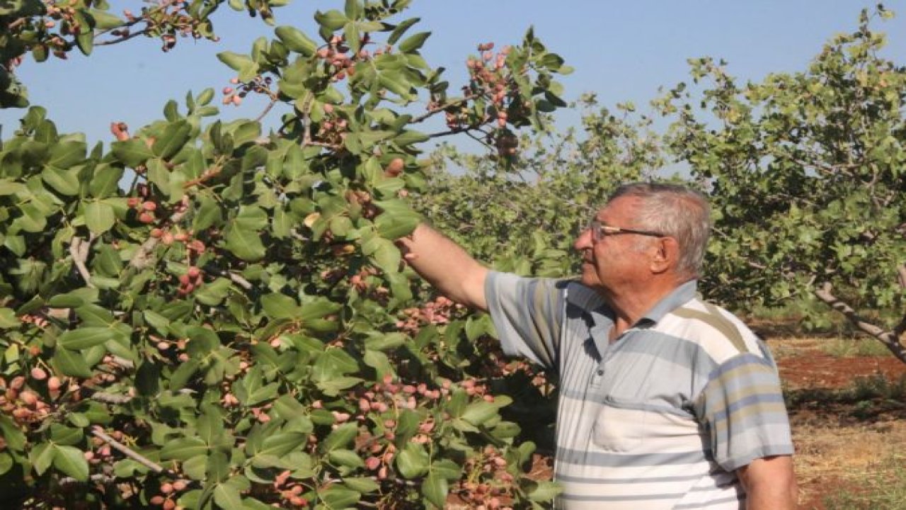 Dünyada benzeri olmayan fıstık Kilis'te üretiliyor