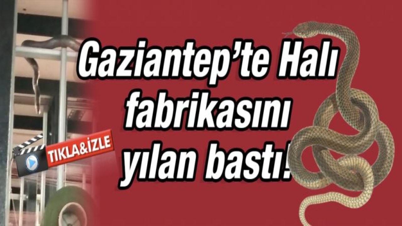 Gaziantep’te Halı fabrikasında yılan bastı!