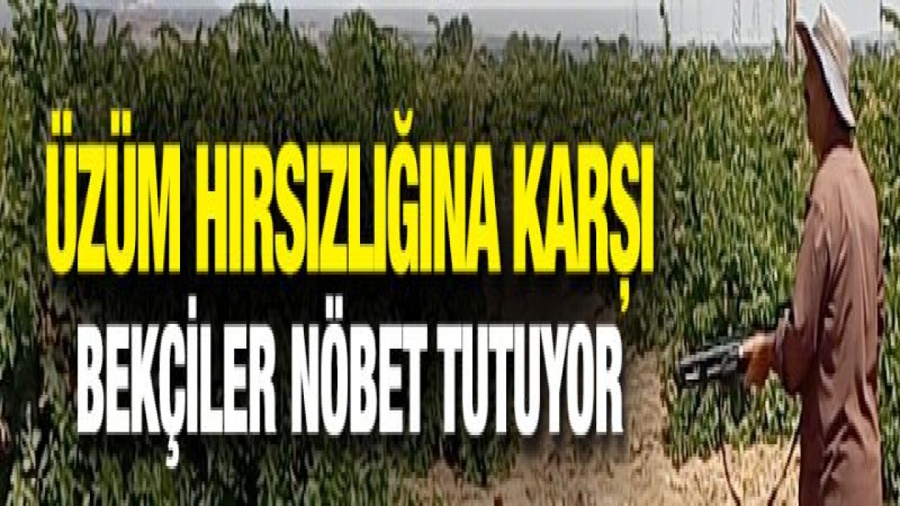 Üzüm hırsızlığına karşı bekçiler nöbet tutuyor