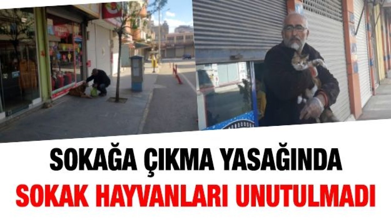 Sokağa çıkma yasağında sokak hayvanları unutulmadı