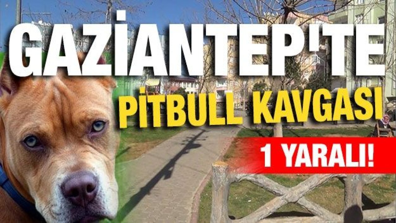 Gaziantep'te pitbull kavgası: 1 yaralı Tartıştığı kişi silahla vurdu