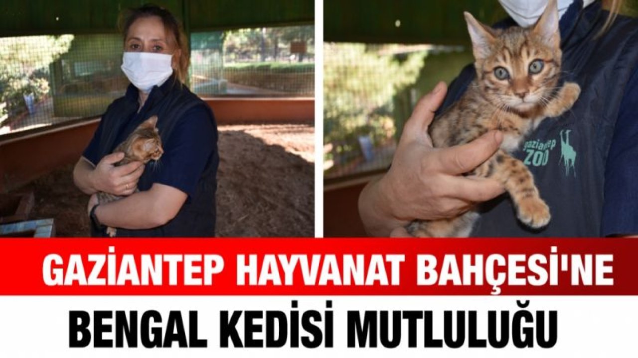 Gaziantep Hayvanat Bahçesi'ne Bengal kedisi mutluluğu