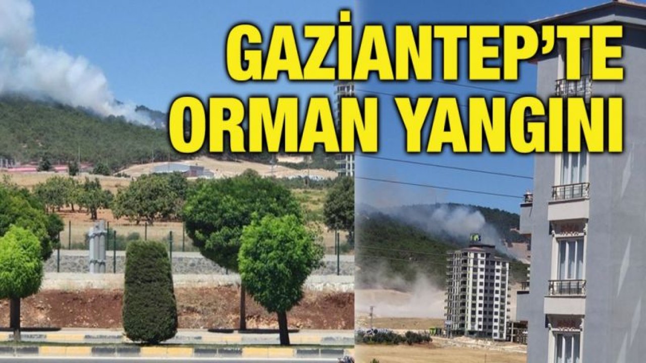 Gaziantep’te orman yangını