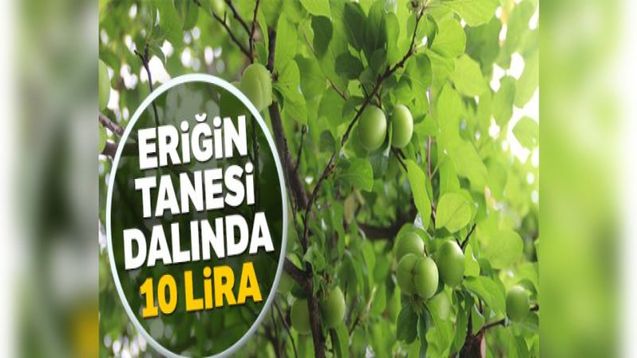 Eriğin tanesi dalında 10 lira