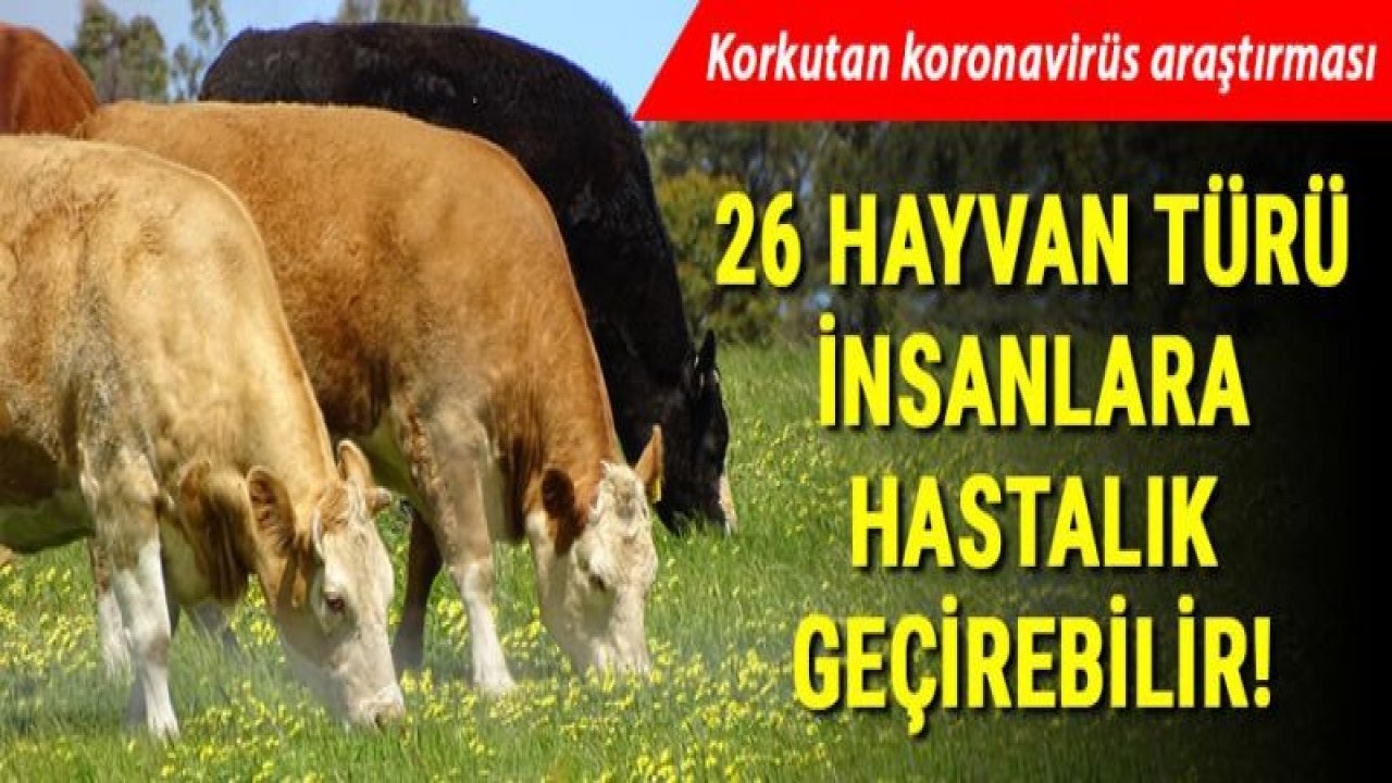 Korkutan koronavirüs araştırması... 26 hayvan türü insanlara hastalık geçirebilir!