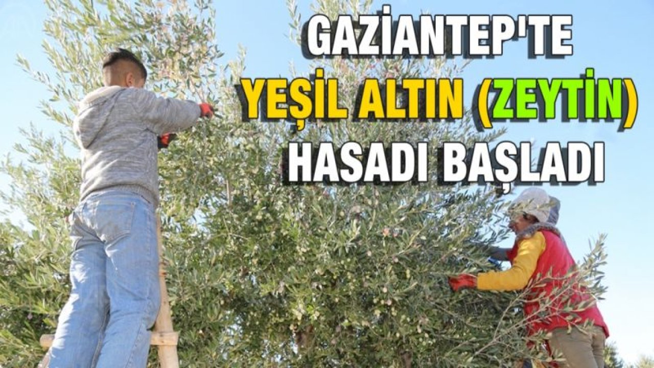 Gaziantep'te Yeşil Altın (ZEYTİN) Hasadı Başladı