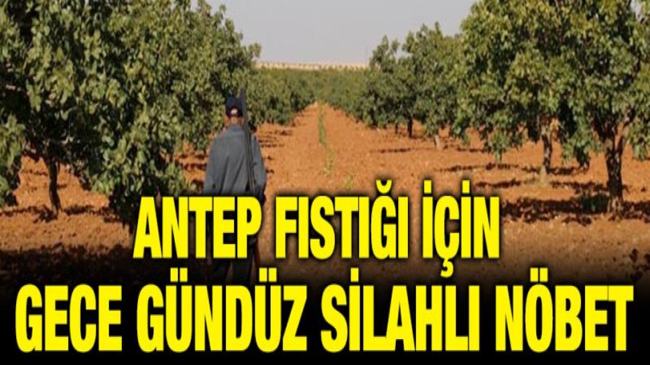 Antep fıstığı için gece gündüz silahlı nöbet