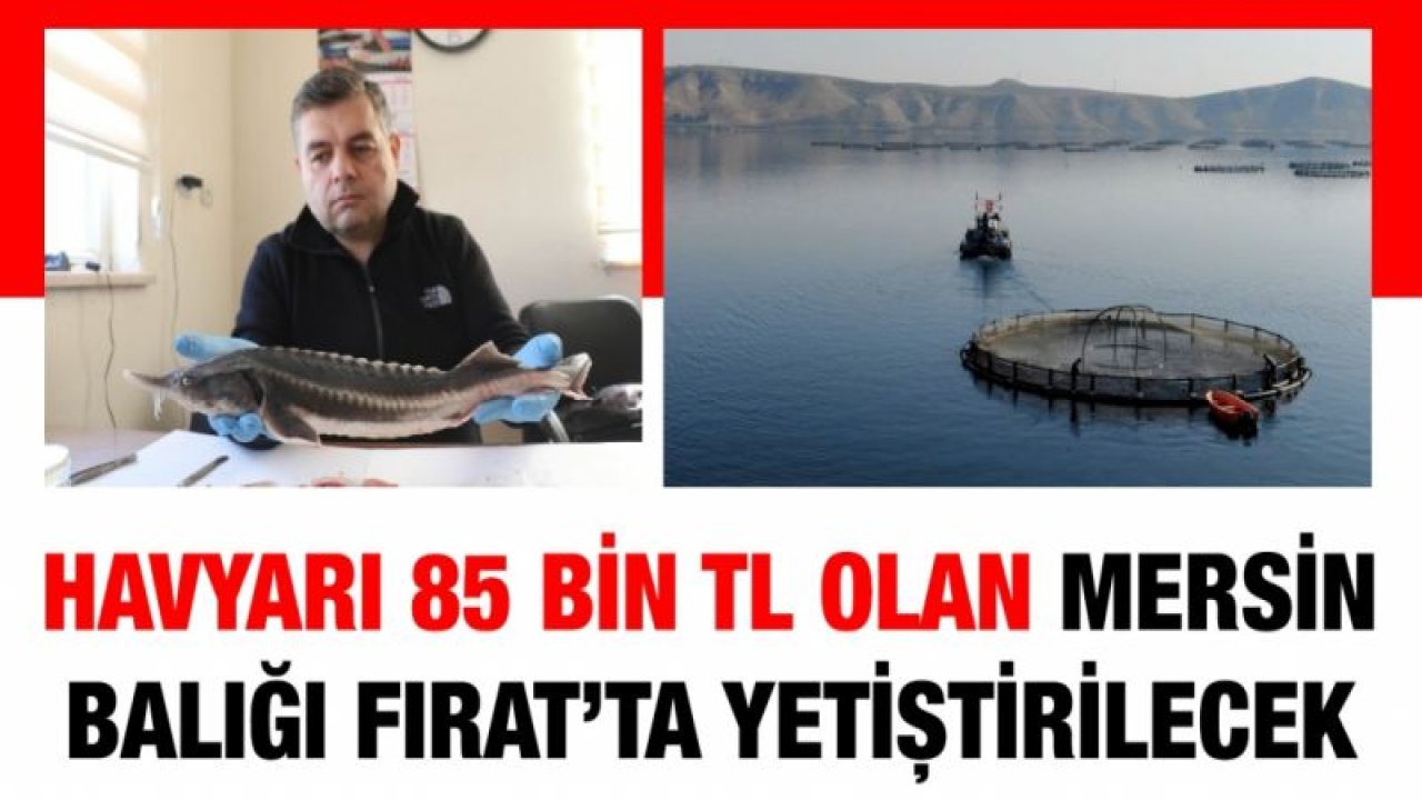 Havyarı 85 bin TL olan Mersin balığı Fırat’ta yetiştirilecek