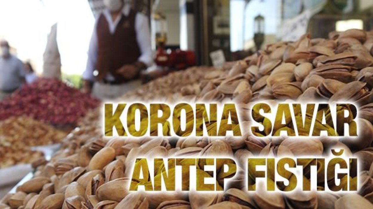 Korona savar Antep fıstığı