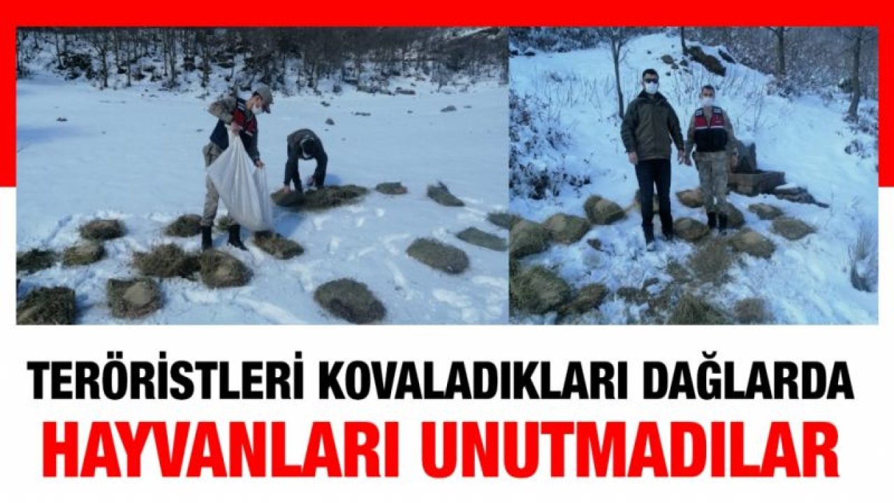 Teröristleri kovaladıkları dağlarda hayvanları unutmadılar