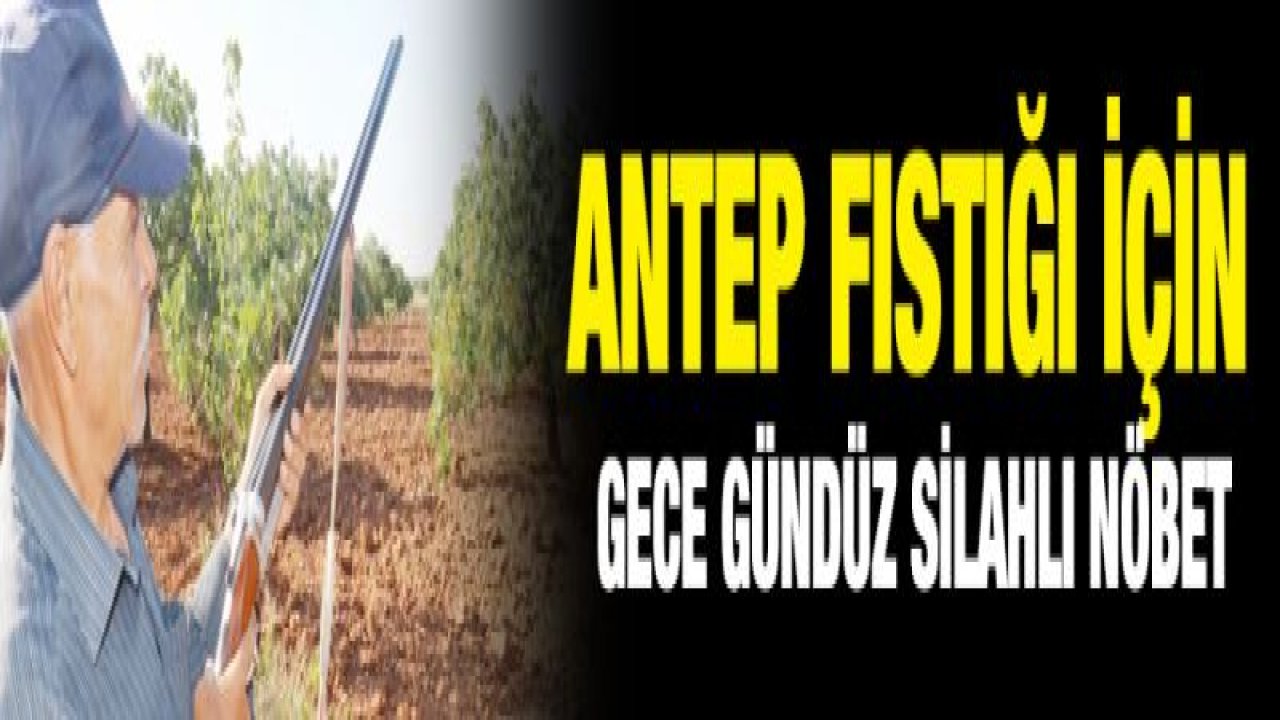 Antep fıstığı için gece gündüz silahlı nöbet