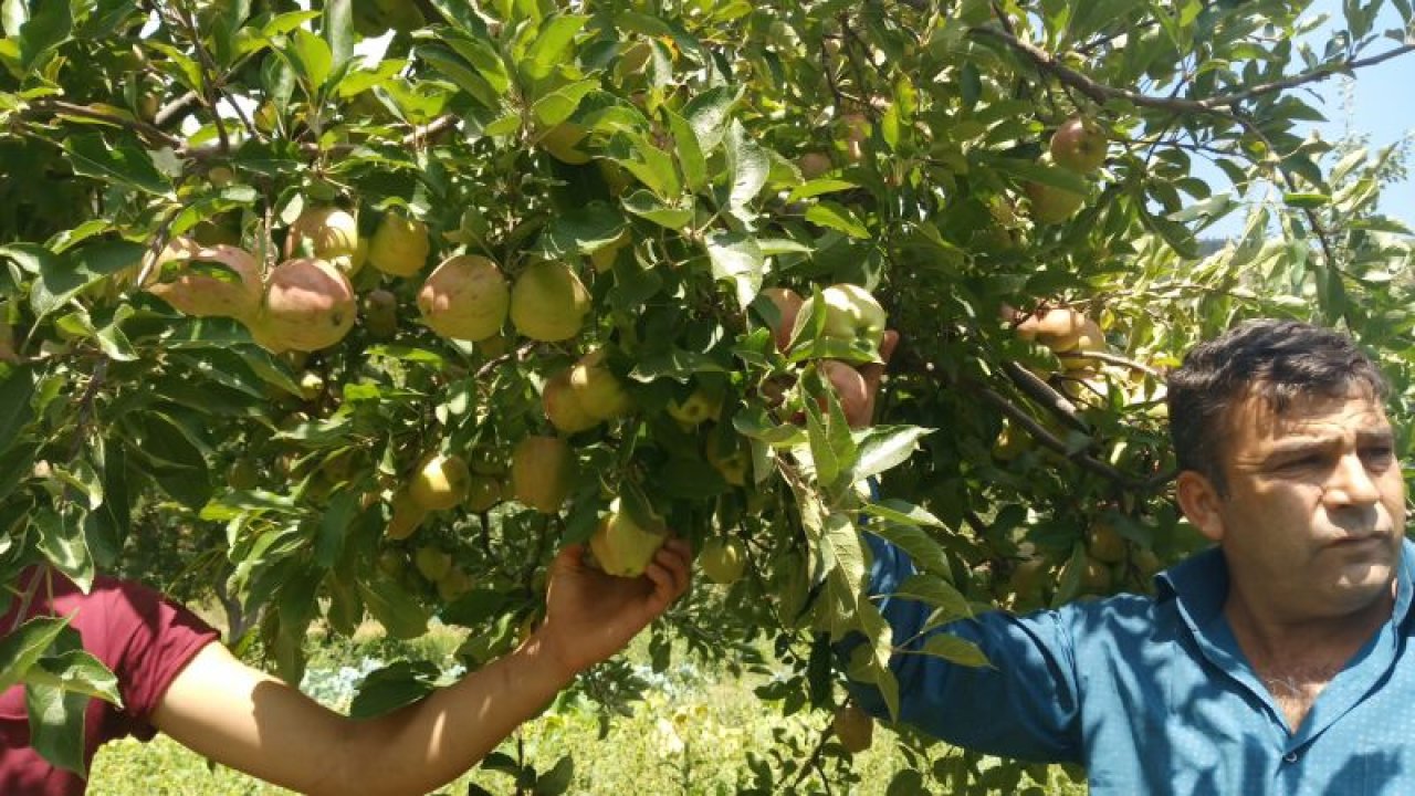 1600 rakımlı yaylada elma hasadı başladı