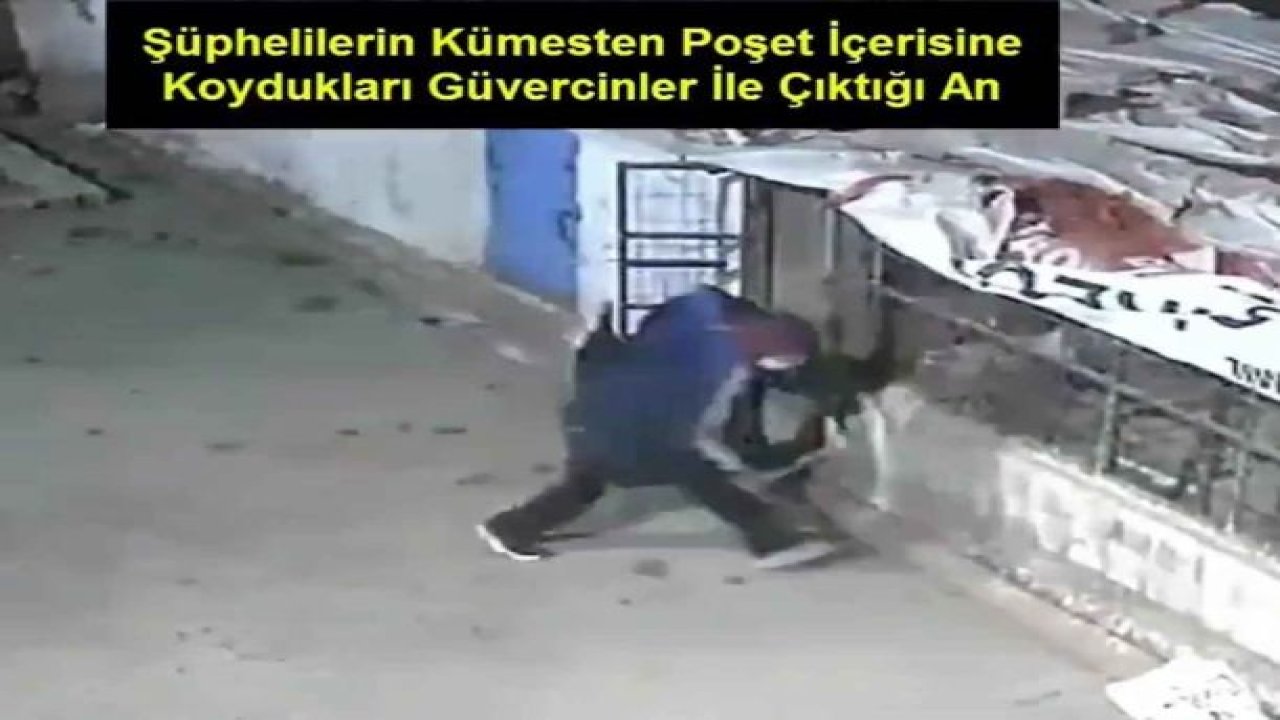 Güvercin hırsızları kameralara yakalandı