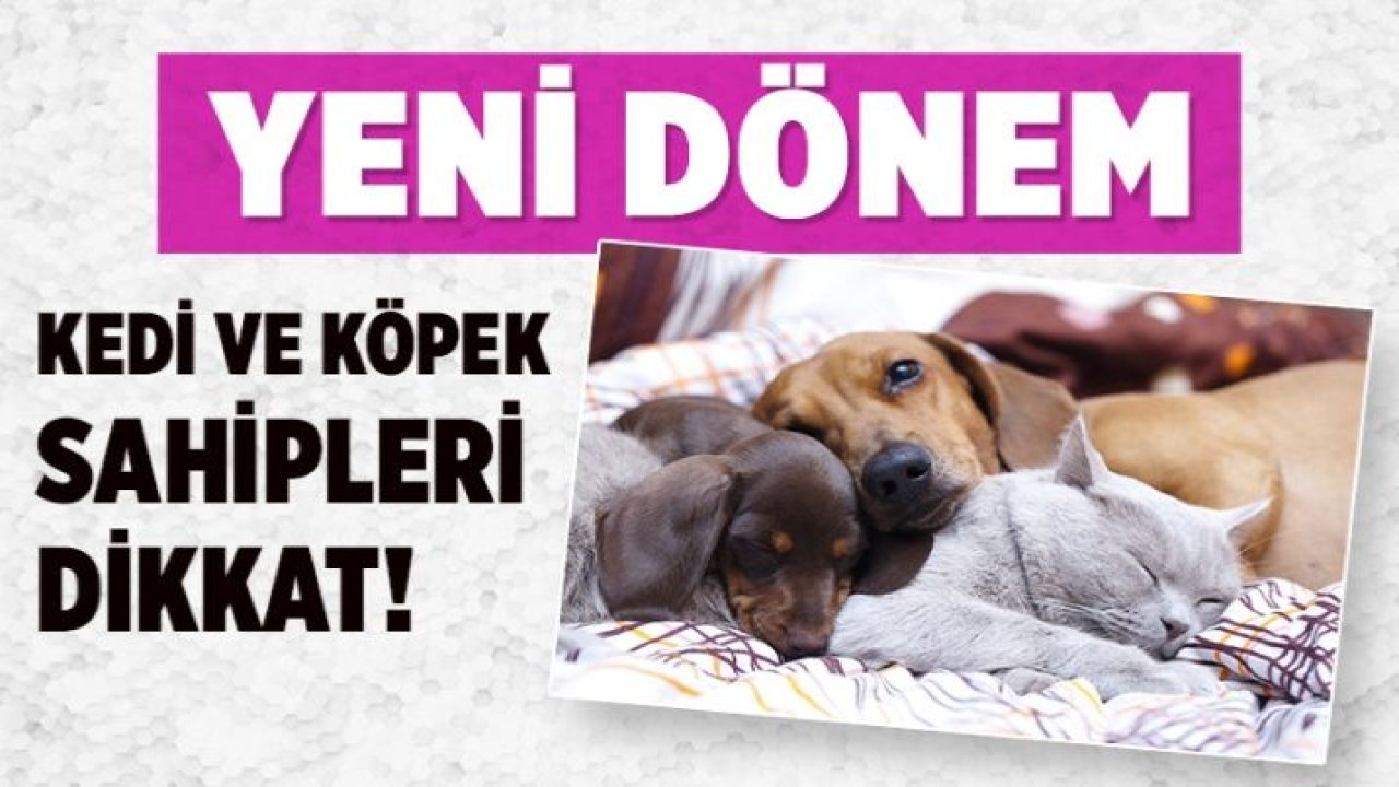 Sahipli kedi ve köpeklerin kimliklendirilmesi zorunlu olacak