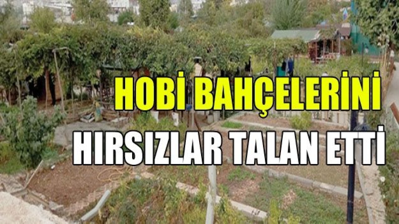 Hırsızlar hobi bahçelerini talan ettiler