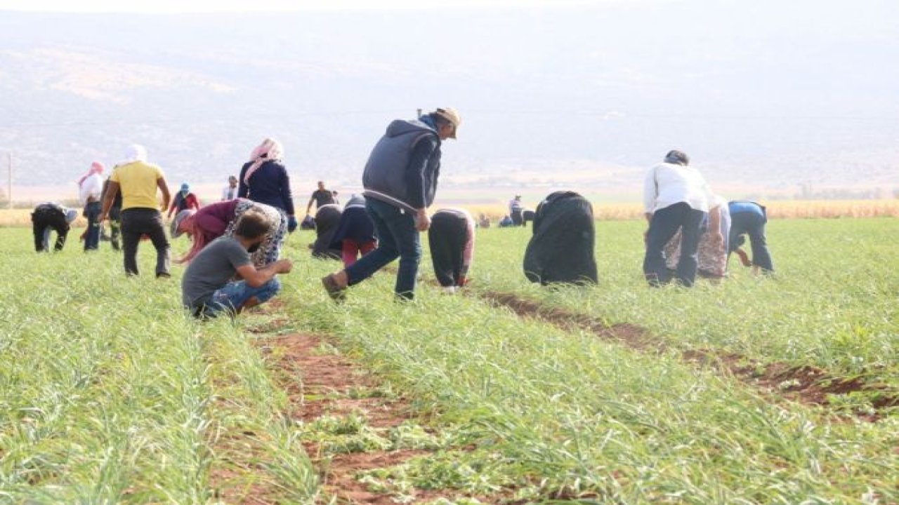 Tüketiciye sarımsak müjdesi