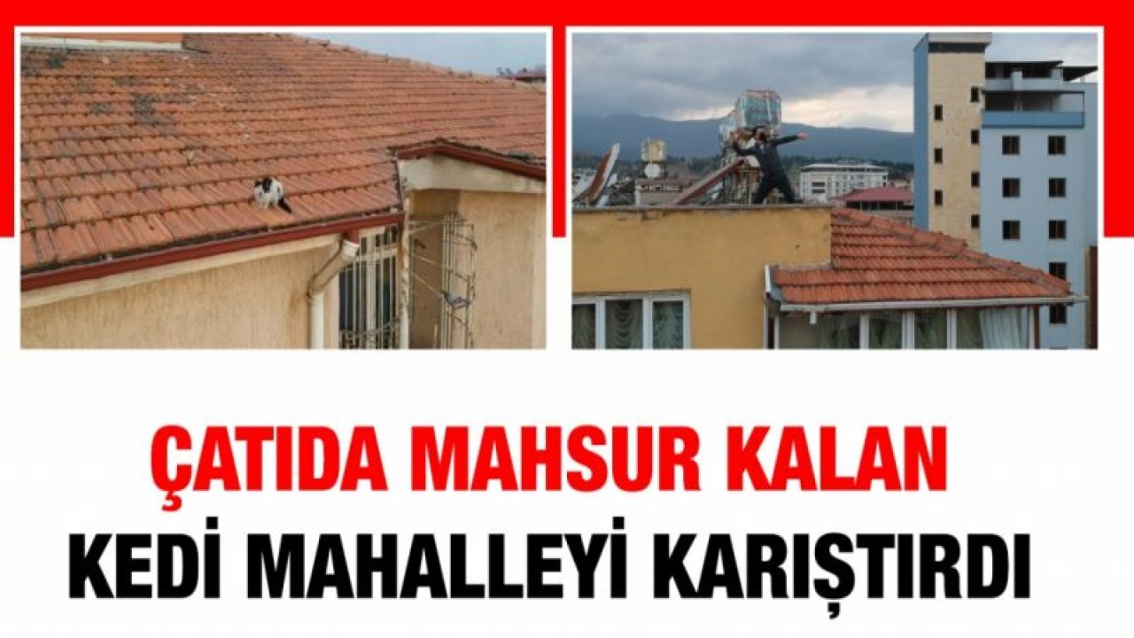 Çatıda mahsur kalan kedi mahalleyi karıştırdı