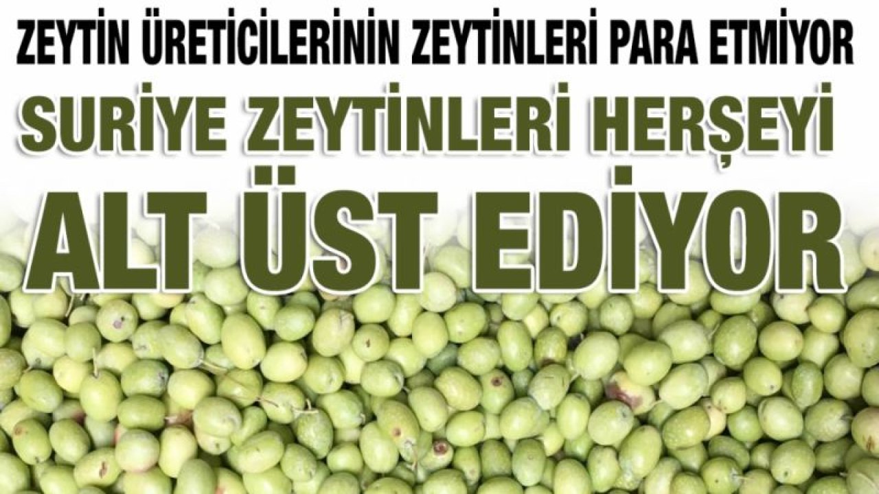 Zeytin üreticilerinin zeytinleri para etmiyor...  Suriye zeytinleri herşeyi alt üst ediyor