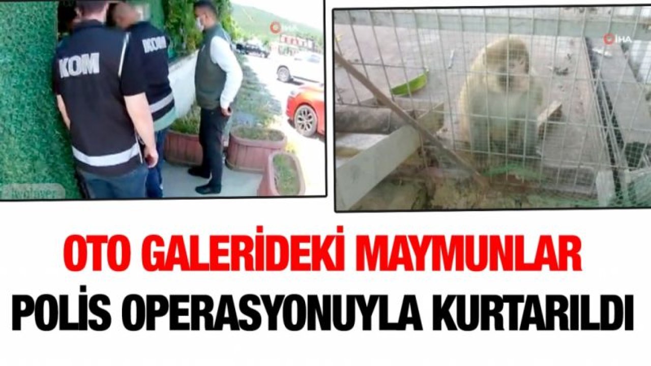 Oto galerideki maymunlar polis operasyonuyla kurtarıldı