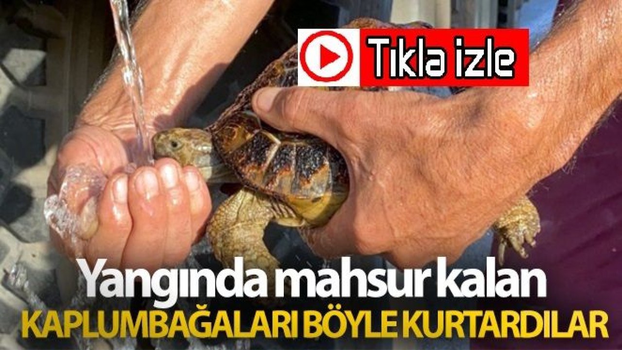 Video İzle...Yangında mahsur kalan kaplumbağaları böyle kurtardılar