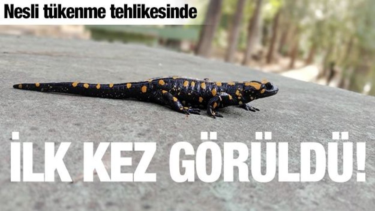 İslahiye'de Türk semenderi görüldü