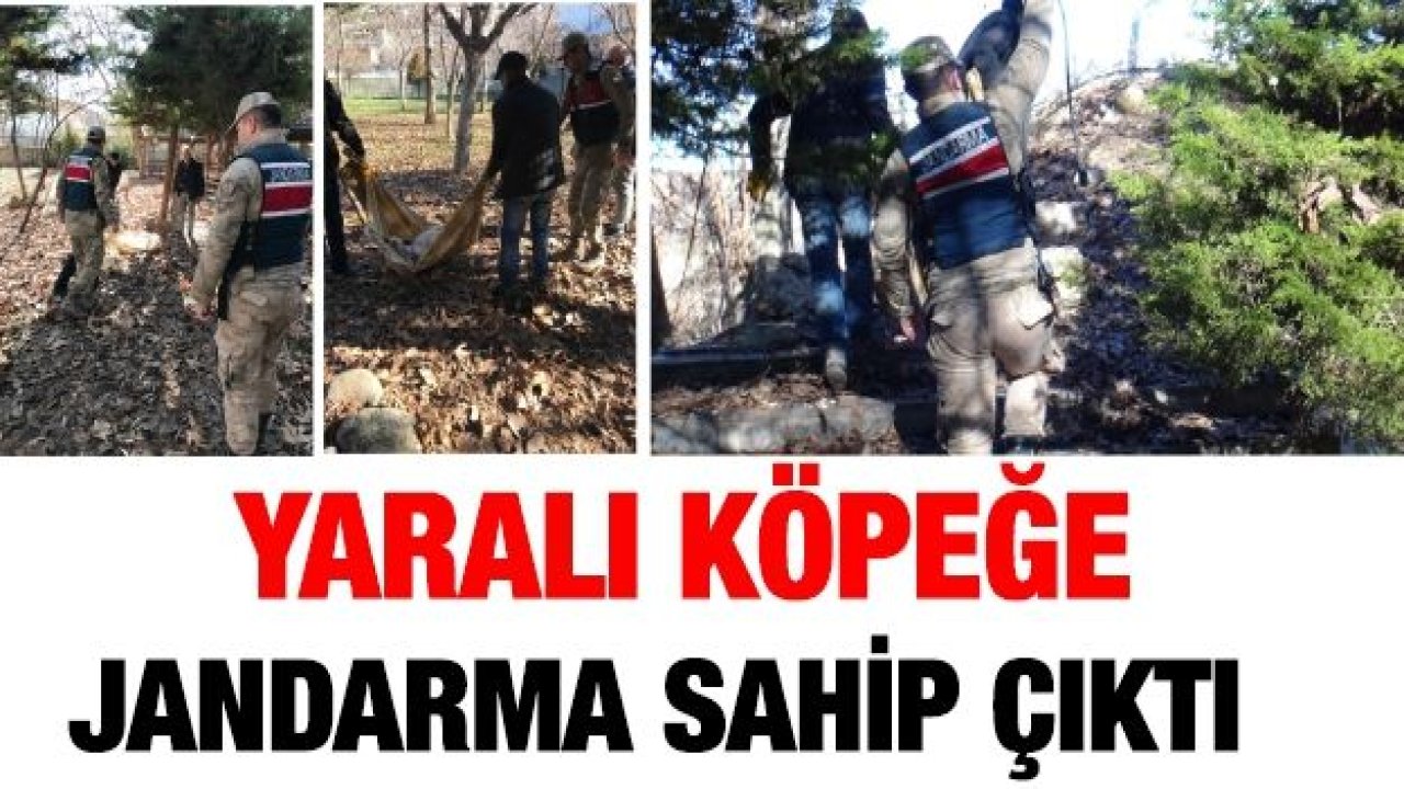 Yaralı köpeğe jandarma sahip çıktı