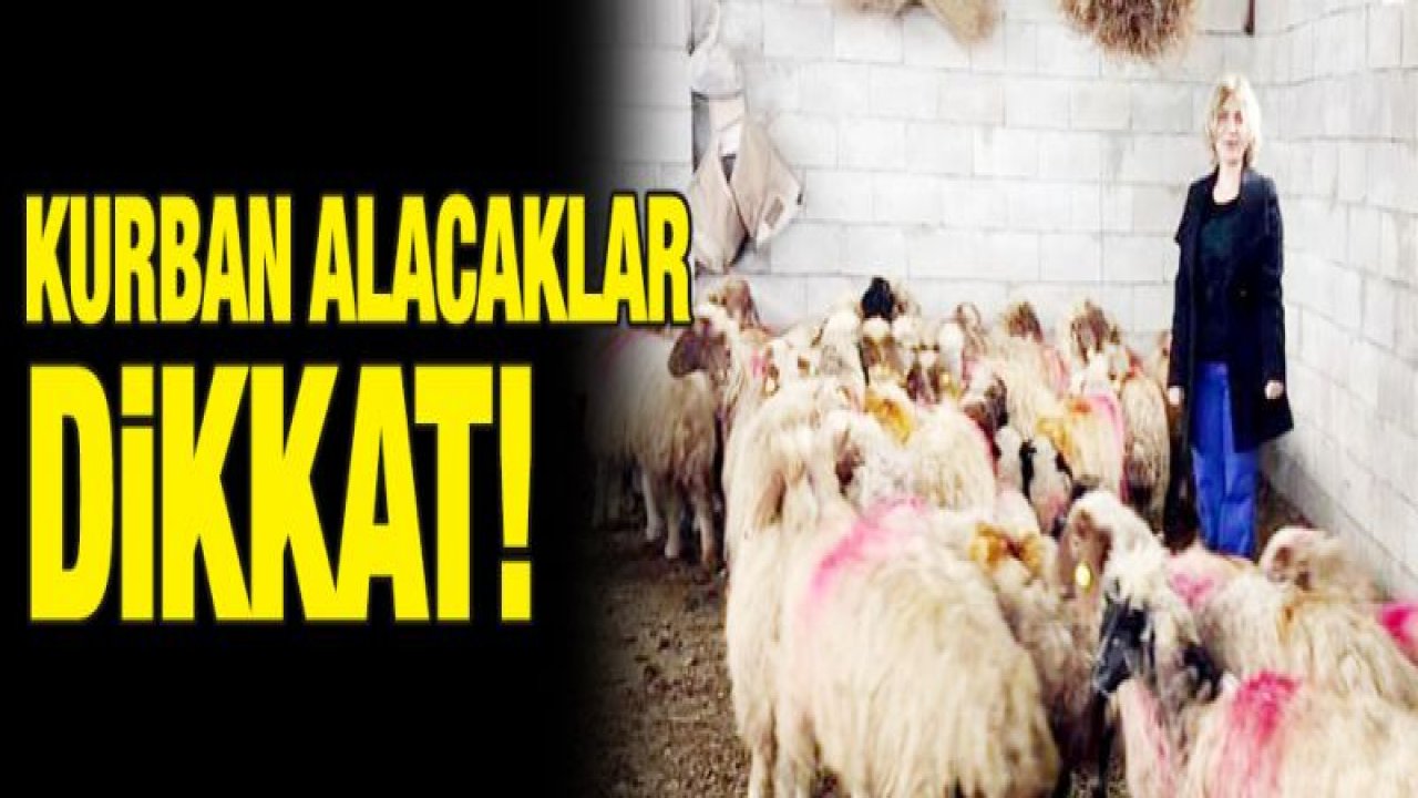 Kurbanlık hayvan seçerken dikkat edilmesi gerekenler