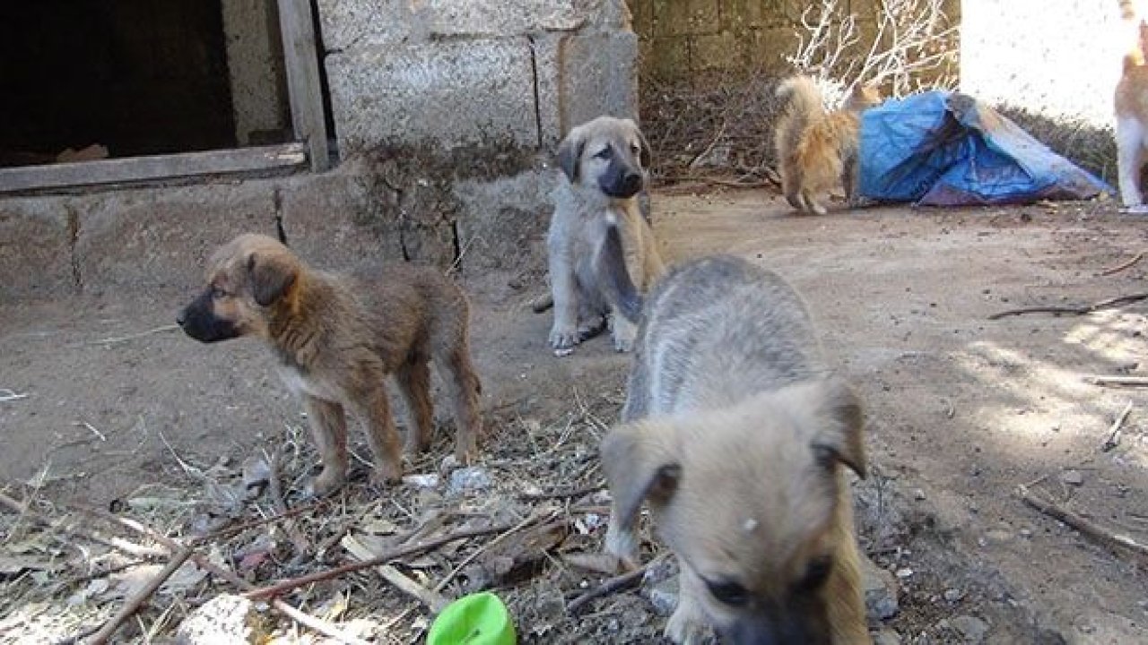 Açlıktan ölmek üzere olan 5 yavru köpek kurtarıldı