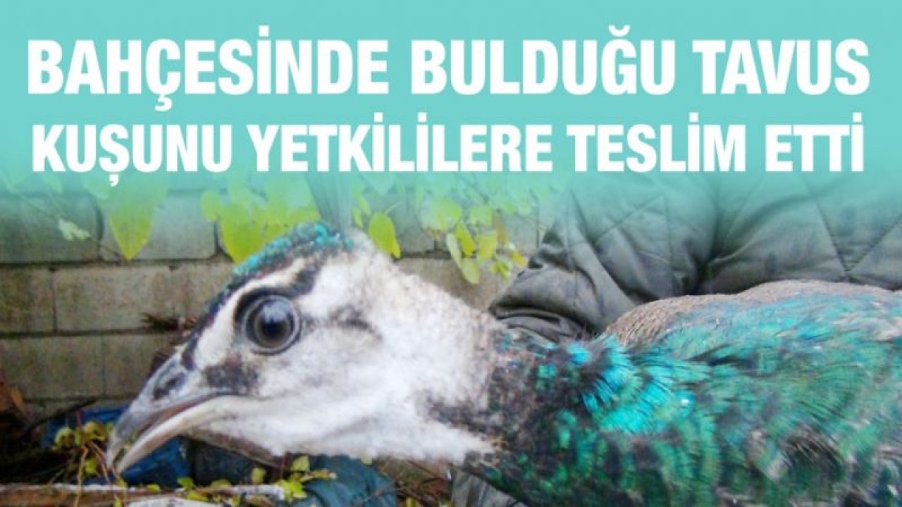 Bahçesinde bulduğu tavus kuşunu yetkililere teslim etti