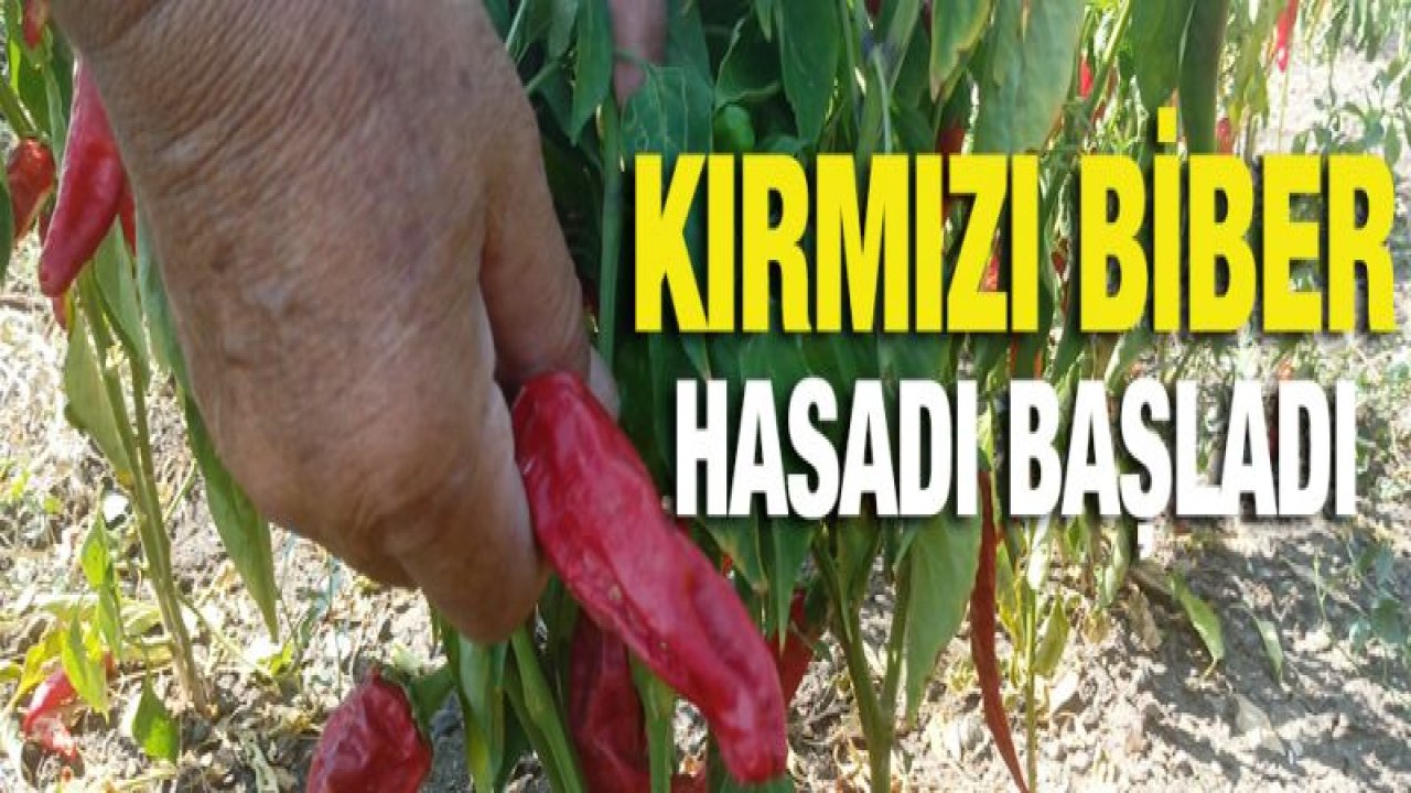 Gaziantep'˜te kırmızı biber hasadı başladı