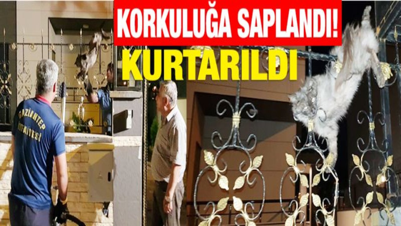 Korkuluklara saplanan kediyi itfaiye kurtardı