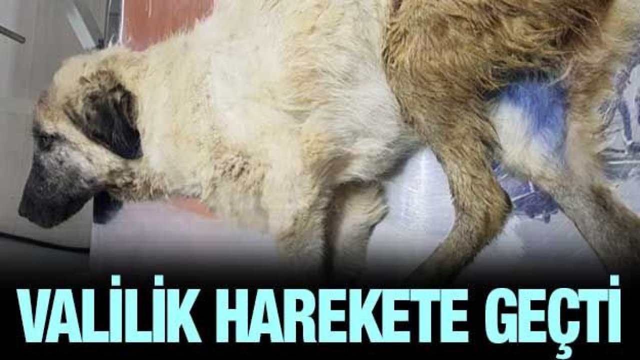 Arabanın çarpıp kaçtığı köpek için, yardım