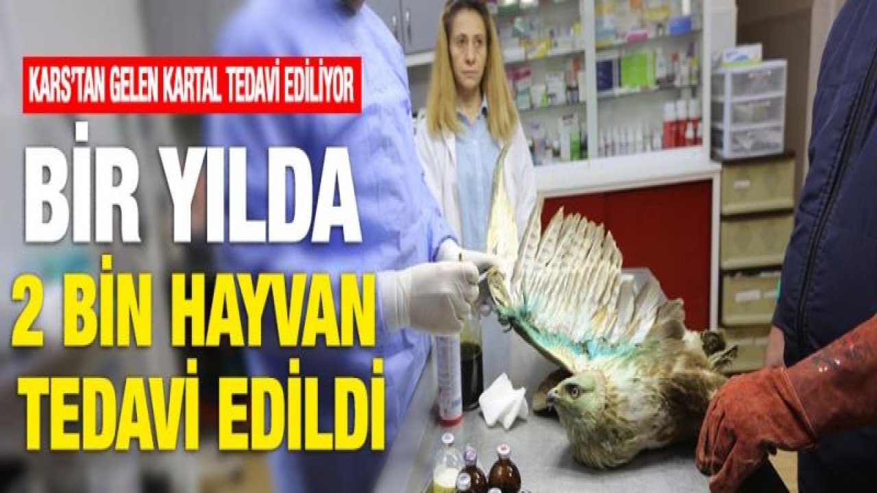 BÜYÜKŞEHİR HAYVAN HASTANESİ KURDU