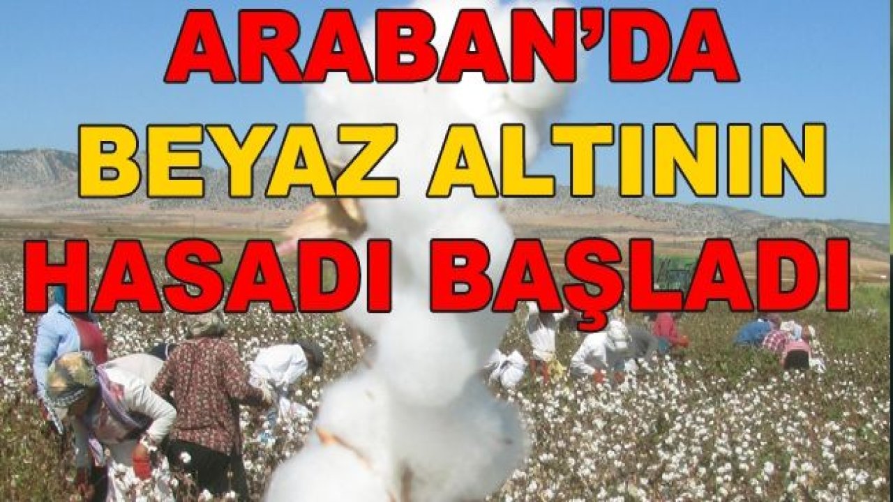 Ve...Araban’da Beyaz Altının Hasadı Başladı...