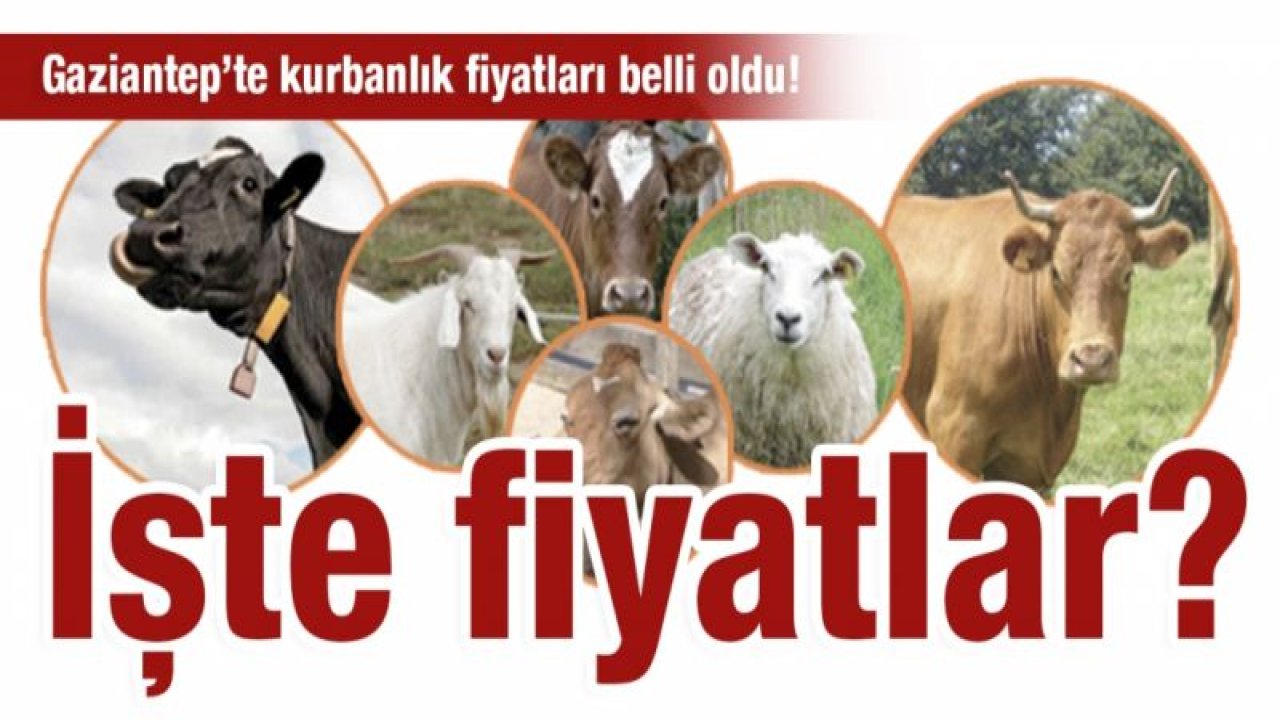 Gaziantep’te kurbanlık fiyatları belli oldu! İşte fiyatlar?