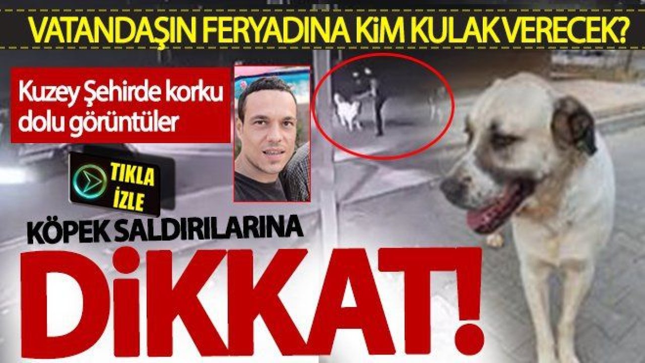 Dikkat! Gaziantep'te başı boş sokak köpekleri tehlikeler saçıyor! Lütfen çare bulun!