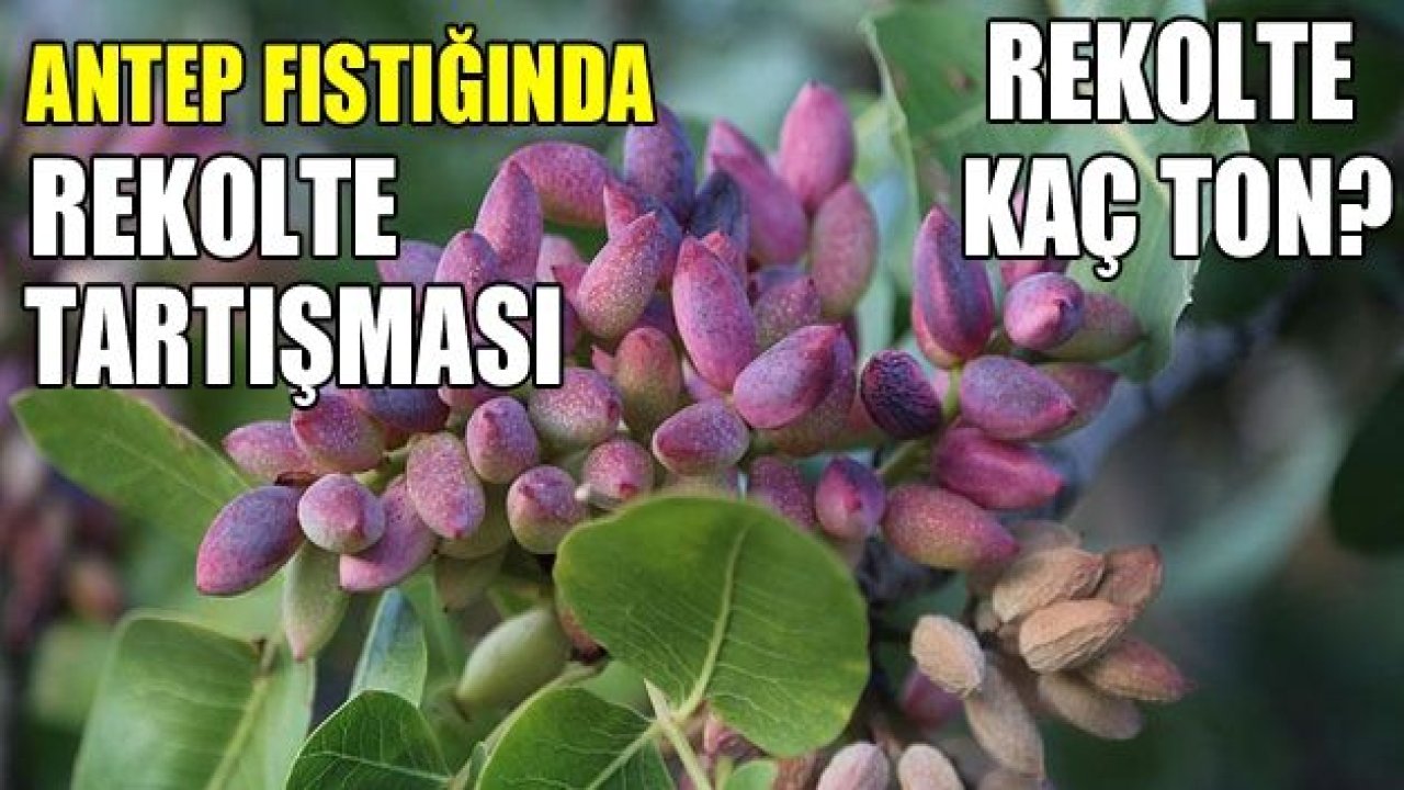 FISTIK’TA REKOLTE TARTIŞMASI