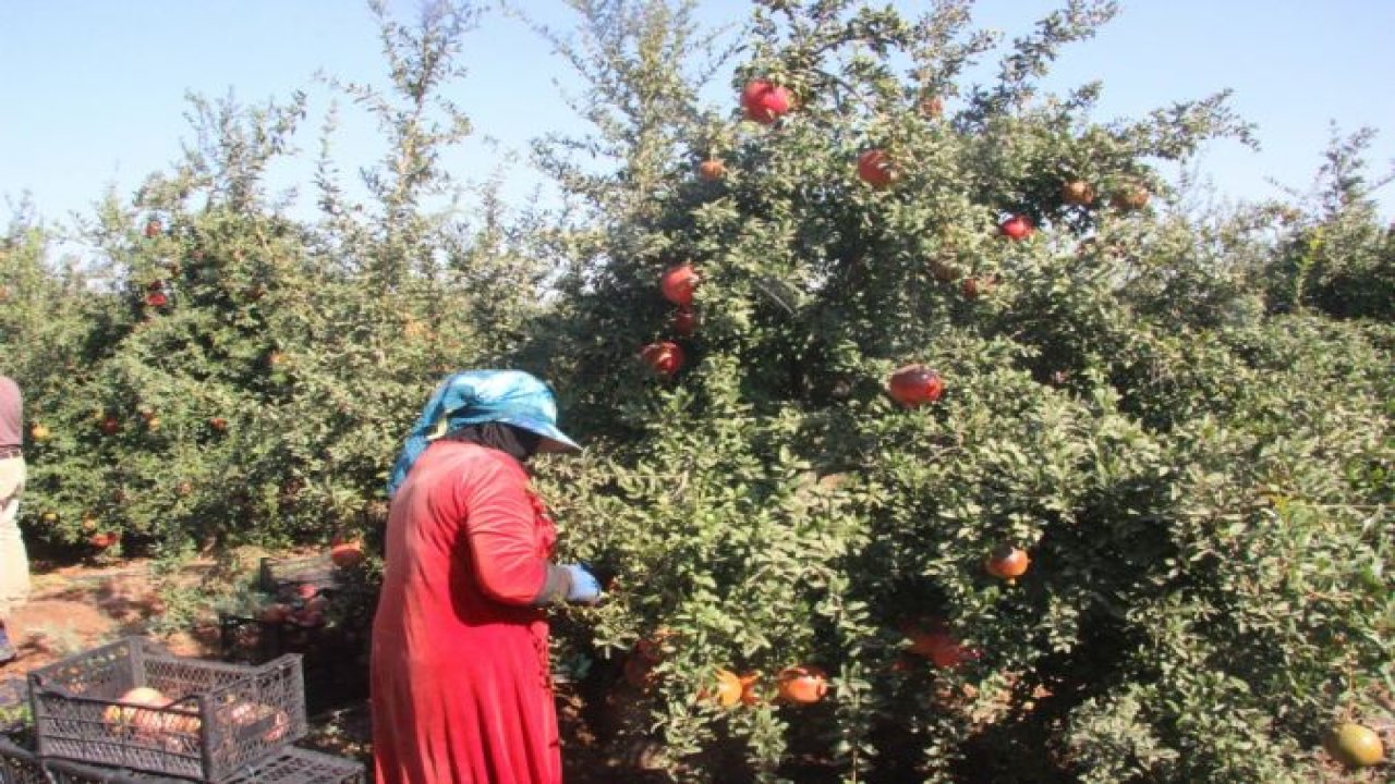 Kilis’te nar hasadı başladı