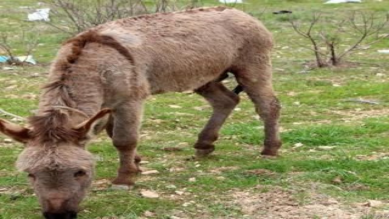 Sıpaya işkenceye büyük tepki