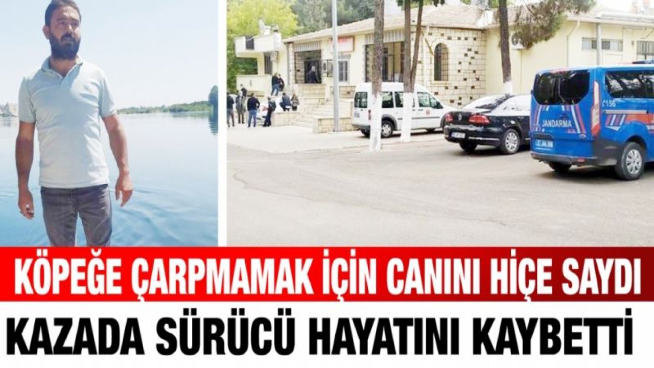 Köpeğe çarpmamak için canını hiçe saydı