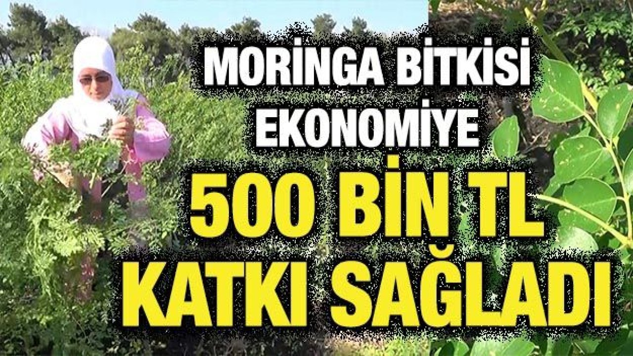 Moringa bitkisi ekonomiye 500 bin TL katkı sağladı