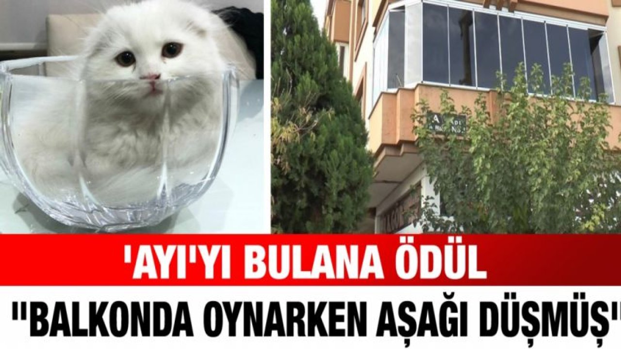 'Ayı'yı bulana ödül