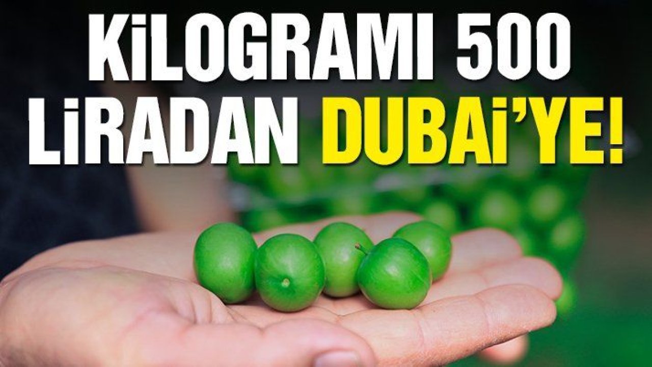 Dubai’ye kilosu 500 liradan yeşil erik