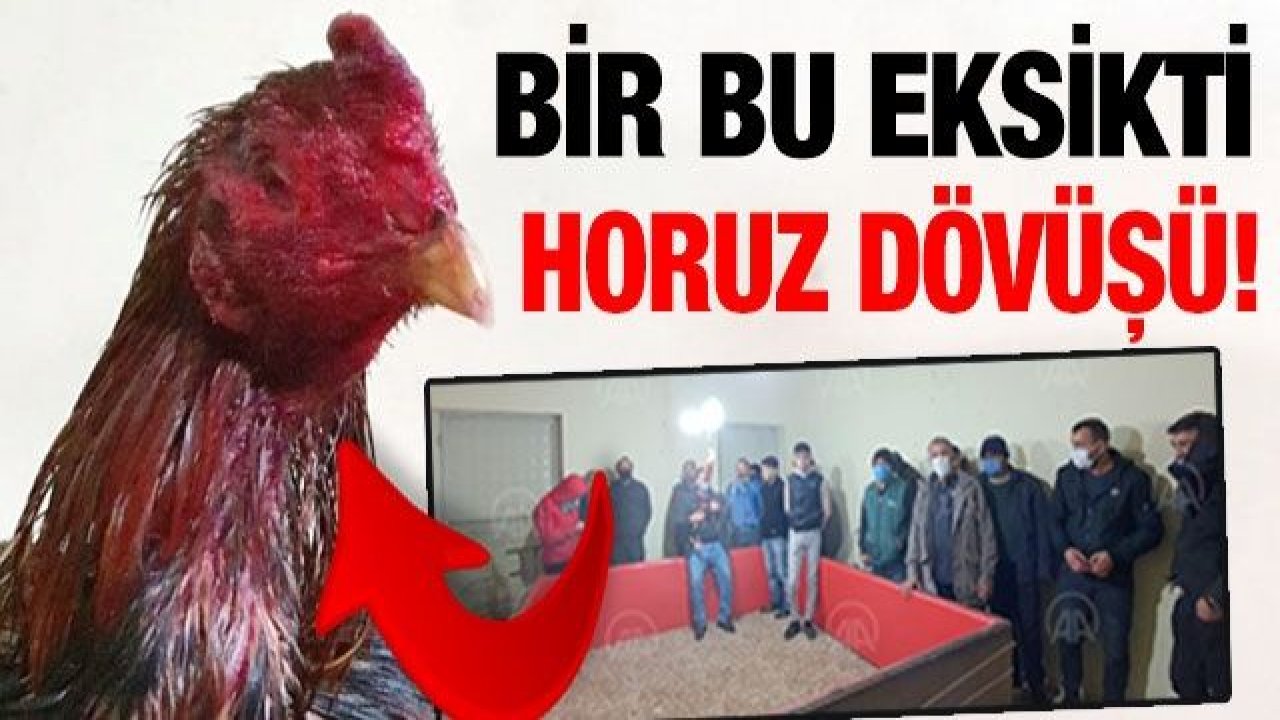 Gaziantep'te horoz dövüştürdüğü iddia edilen 2 kişiye para cezası uygulandı