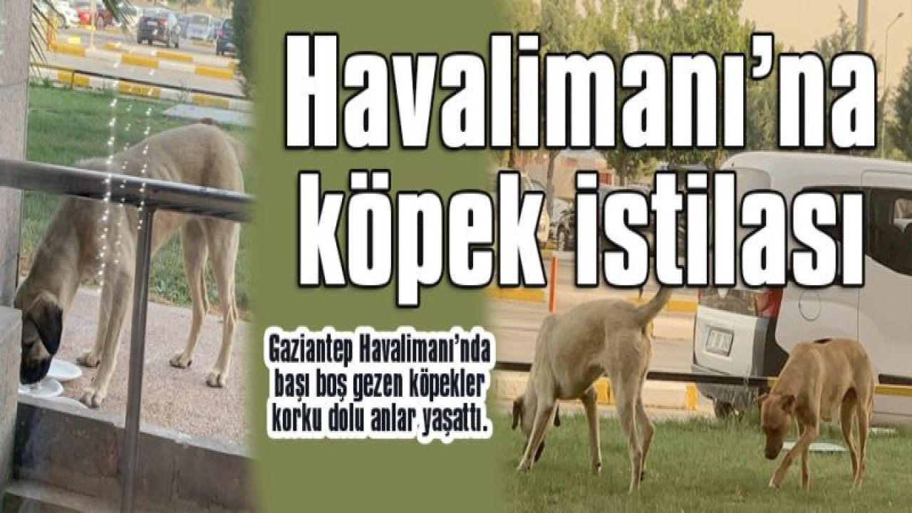 Havalimanı'na köpek istilası