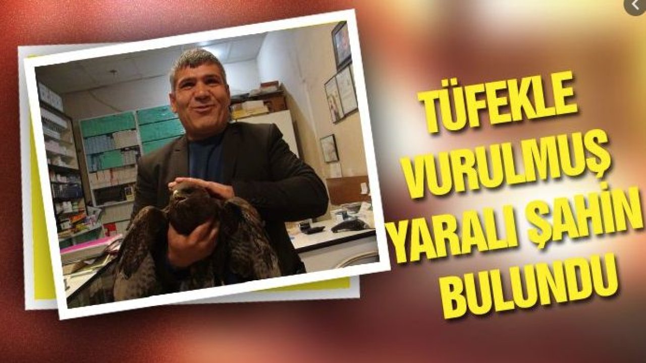 Tüfekle vurulmuş şahin bulundu