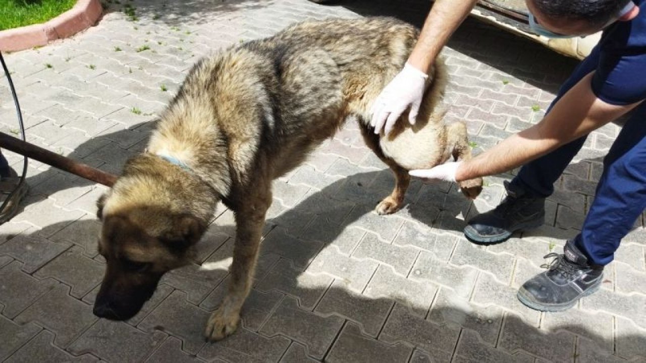 Çoban köpeğini av tüfeğiyle vurdular