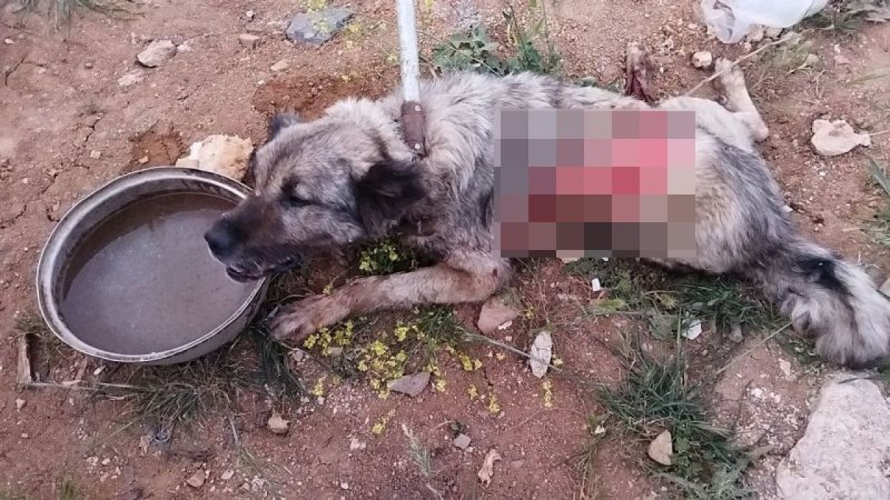 Tırın çarptığı köpek hayvan hastanesine kaldırıldı