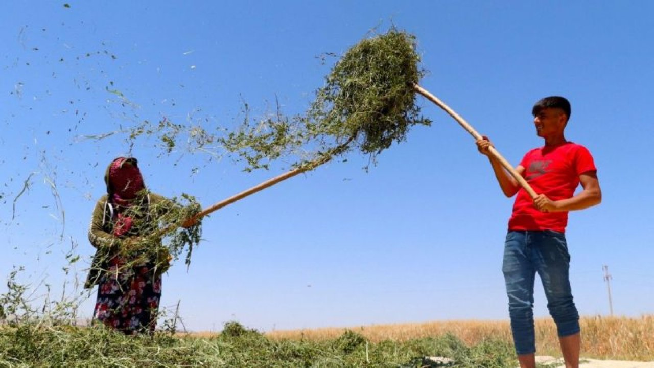 Nanede hasat zamanı